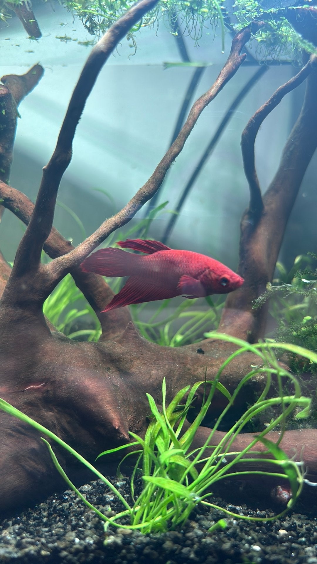 Betta kemp vis, Vis, Zoetwatervis