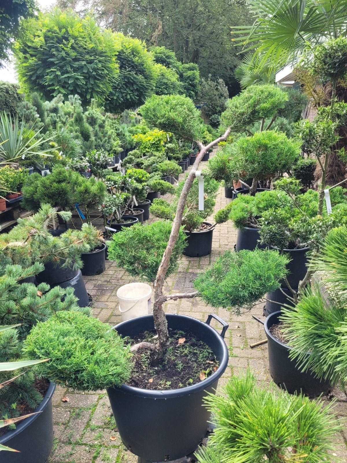 Juniperus met mooie vormsnoei - Unieke tuinplant, Ophalen, Bloeit niet, Overige soorten, Halfschaduw