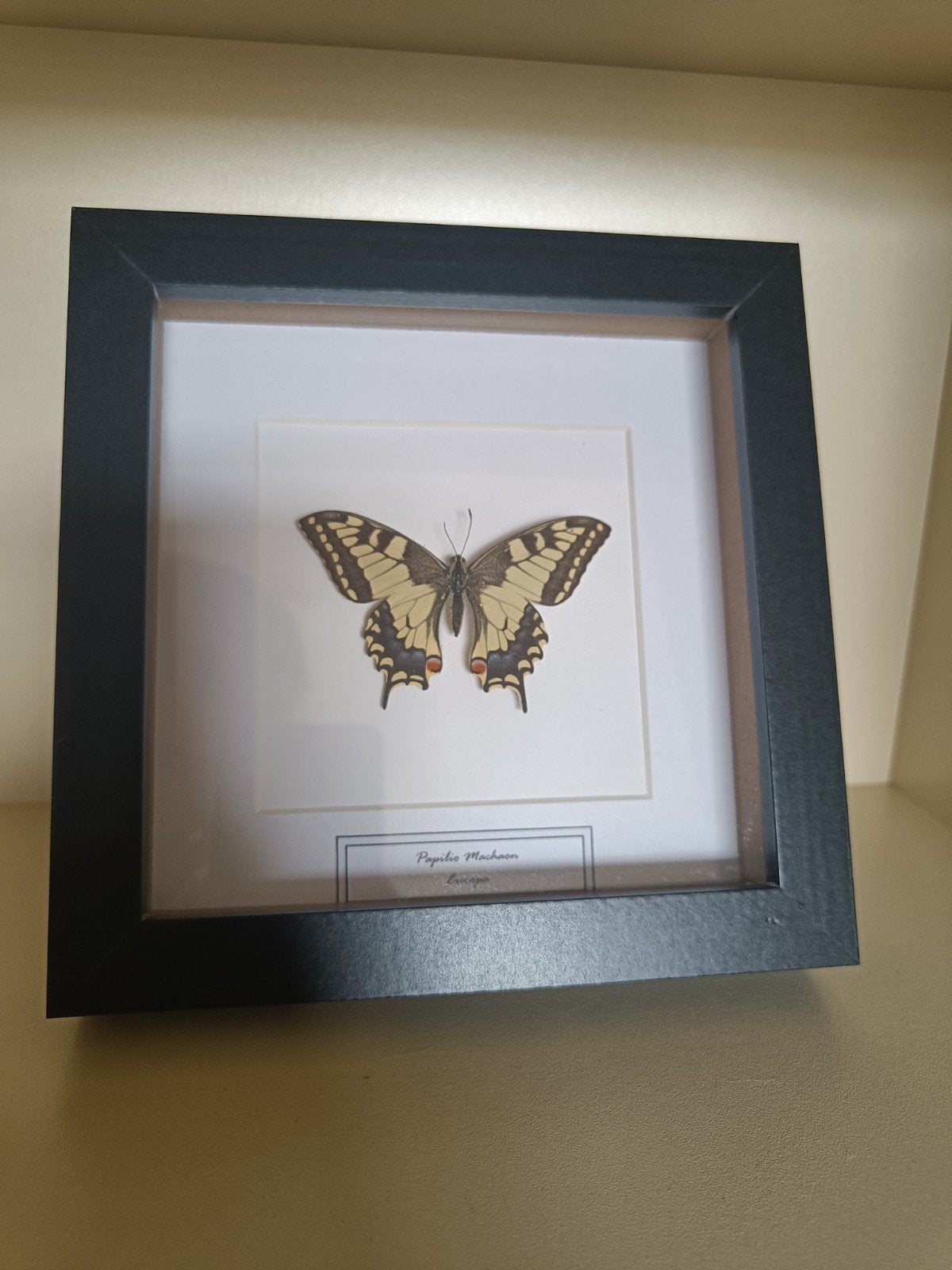 Ingelijste Koninginnenpage vlinder - Papilio Machaon, Ophalen of Verzenden, Zo goed als nieuw, Insect, Overige typen
