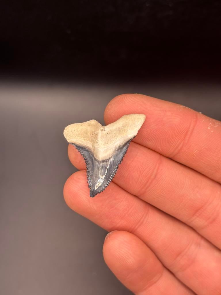 Hemipristis Serra Fossiele Haaientand Bone Valley, Verzamelen, Mineralen en Fossielen, Ophalen of Verzenden, Fossiel