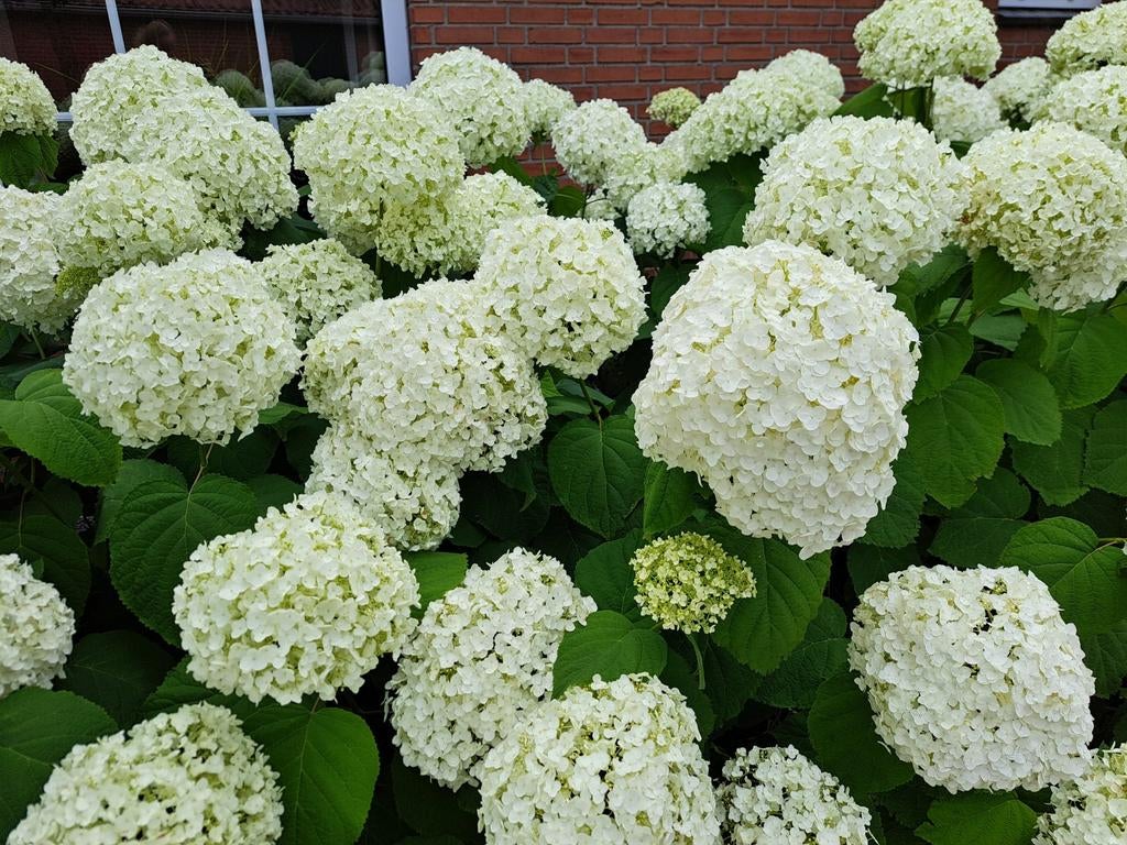 Strong Annabelle, Ophalen, Overige soorten, Halfschaduw