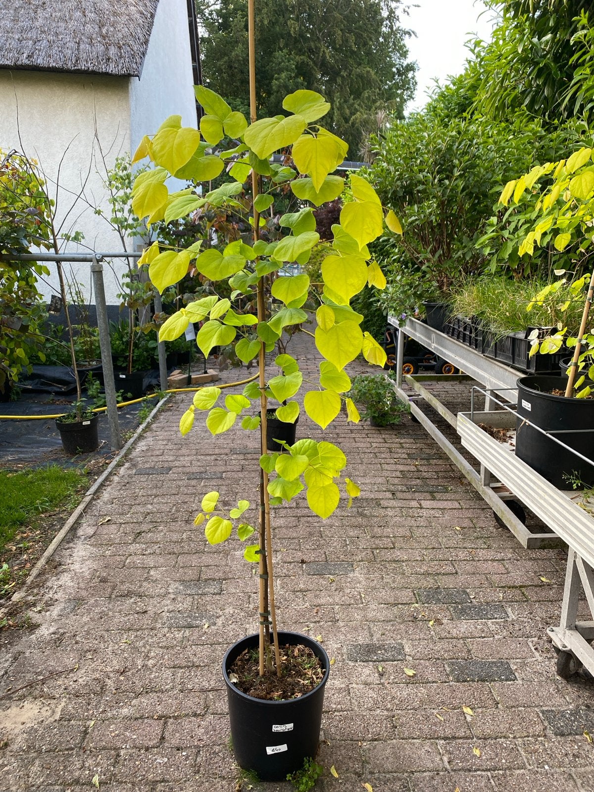 Cercis canadensis 'Hearts of Gold' - Judasboom, Tuin en Terras, Overige soorten, Lente, 100 tot 250 cm, Ophalen