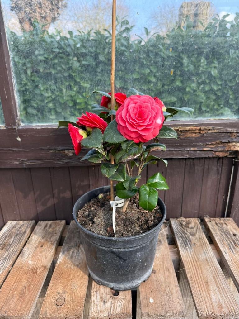 Tekoop: camelia potgekweekt in diverse kleuren, Ophalen, Volle zon