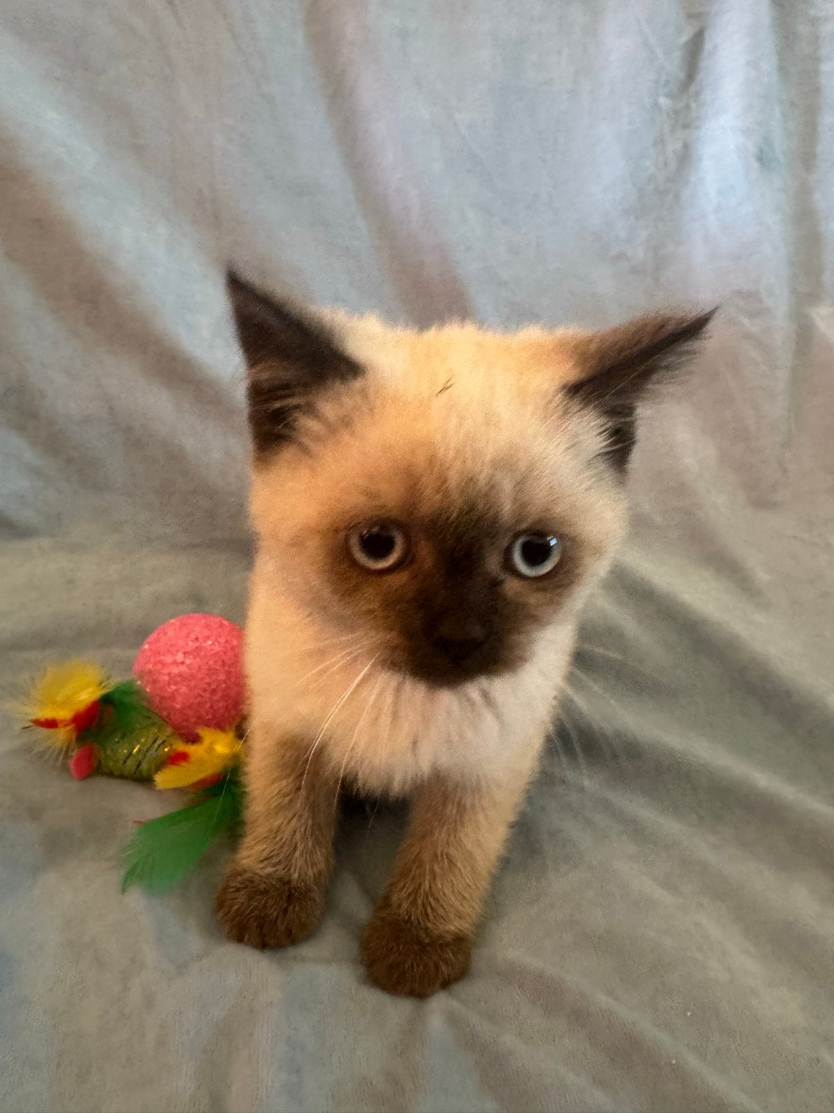 Britse korthaar, Dieren en Toebehoren, Katten en Kittens | Raskatten | Korthaar, Poes, Ontwormd