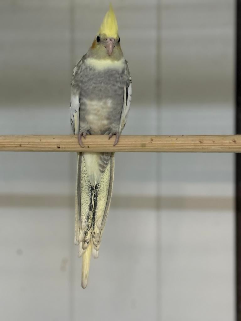 Te koop koppels Valkparkieten, Meerdere dieren, Parkiet