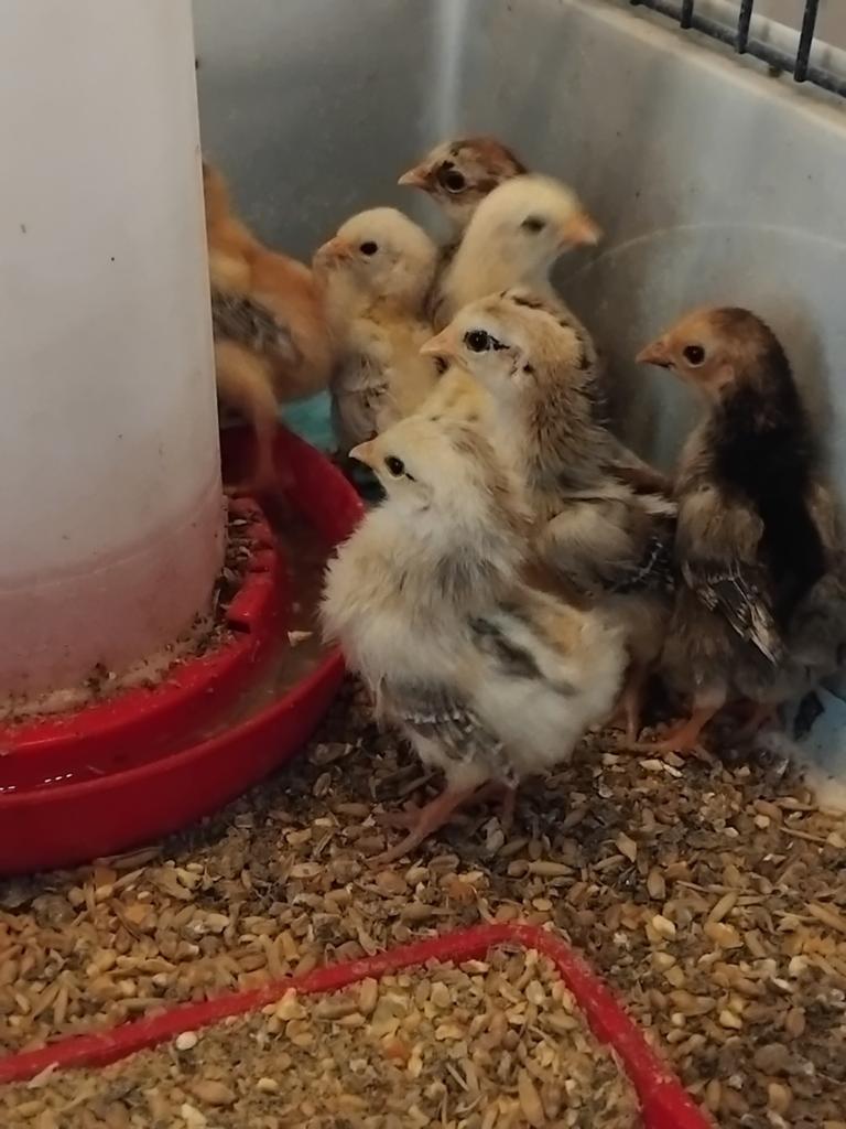 Serama kuikens,  gladveer, 2 weekjes oud, Dieren en Toebehoren, Pluimvee, Geslacht onbekend, Kip
