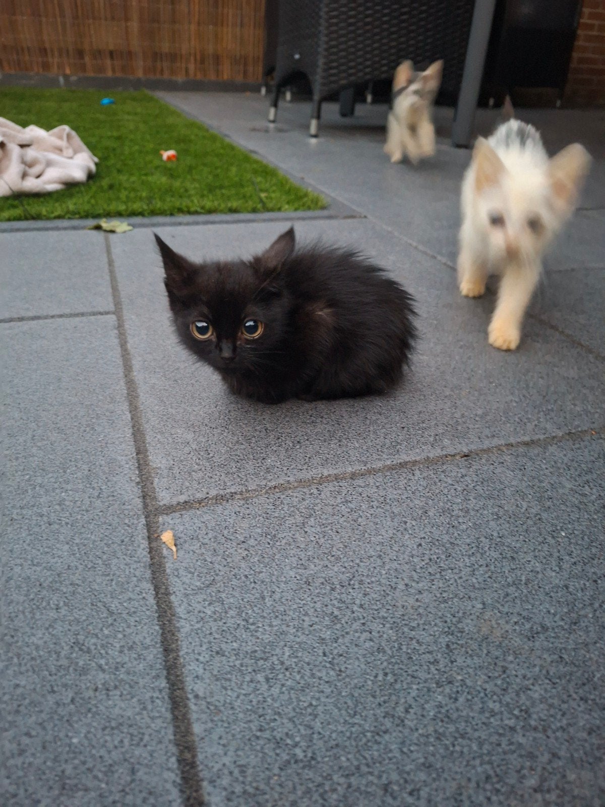 3 kittens zoeken direct nieuw huisje, Dieren en Toebehoren