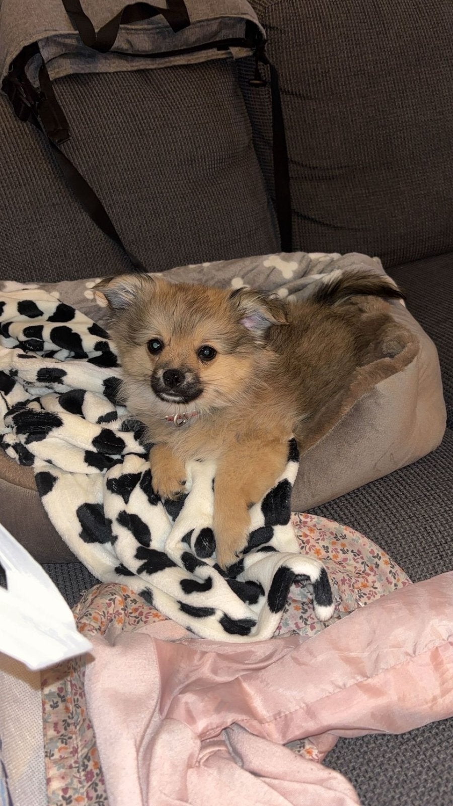Bowie , pomeriaan pup, Dieren en Toebehoren, Reu, 8 tot 15 weken, Parvo, Eén hond