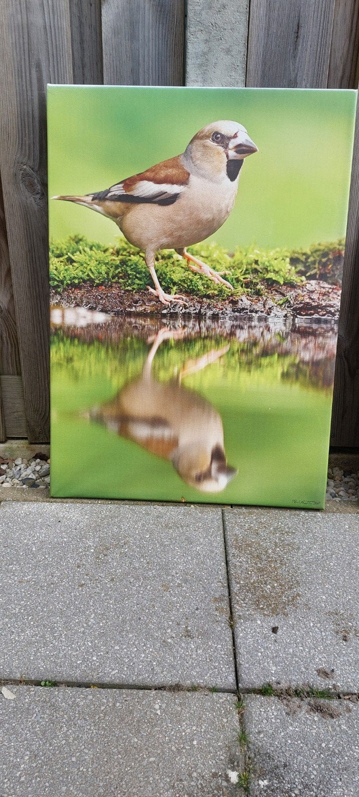 Tuinschilderijen, Tuin en Terras, Tuinwanddecoratie, Ophalen