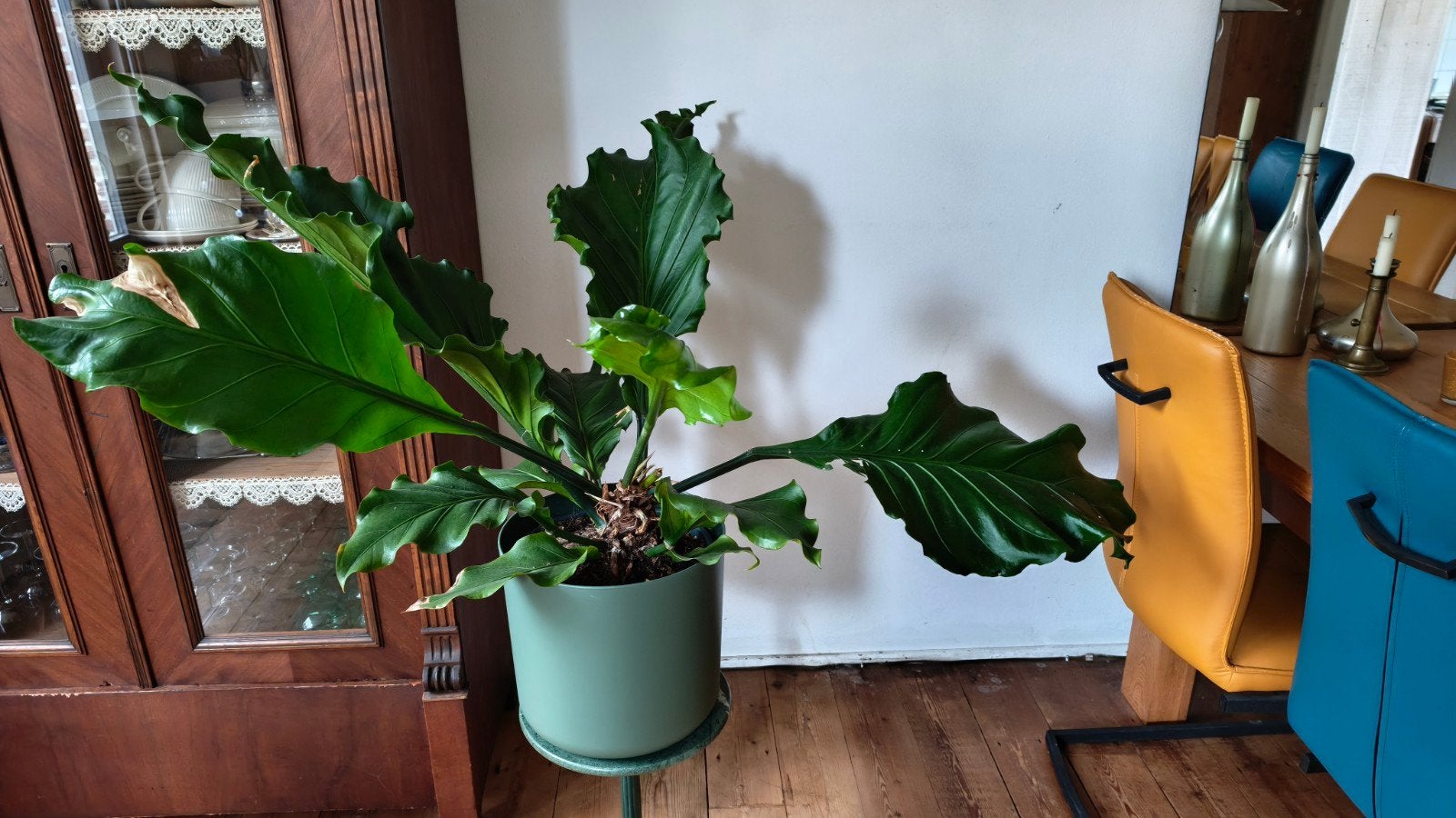 Grote Anthurium - Groene kamerplant, Ophalen, 100 tot 150 cm, Overige soorten, Halfschaduw