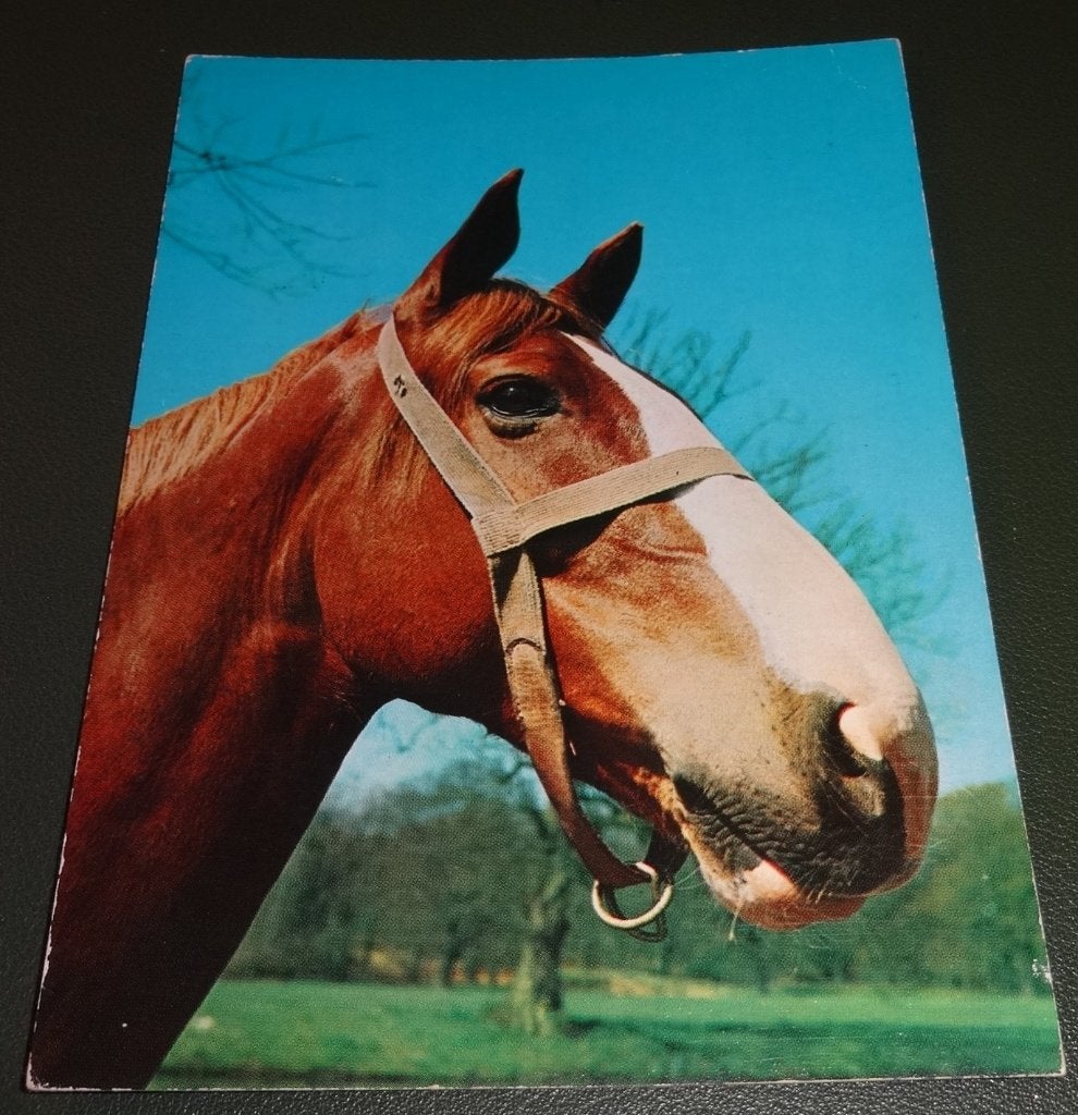 Paarden - Hoofd - KHo04, Verzamelen, Verzenden, 1960 tot 1980, Gelopen, Paard