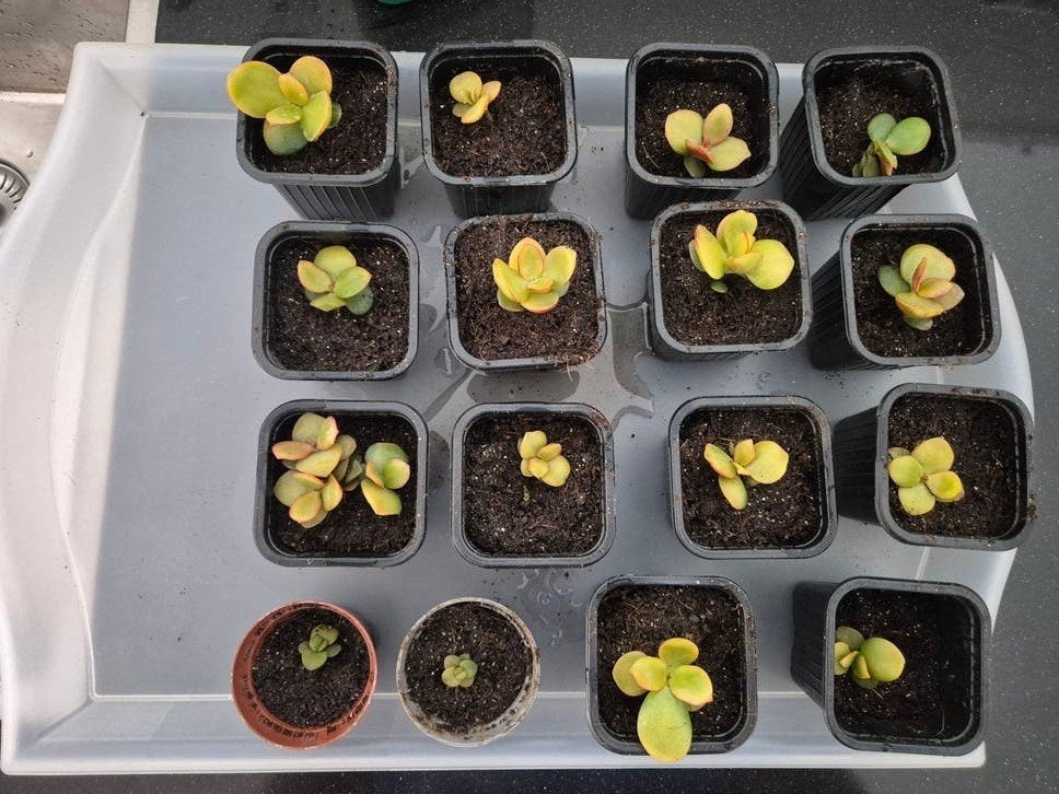 Baby jade plantjes (crassula ovata)
