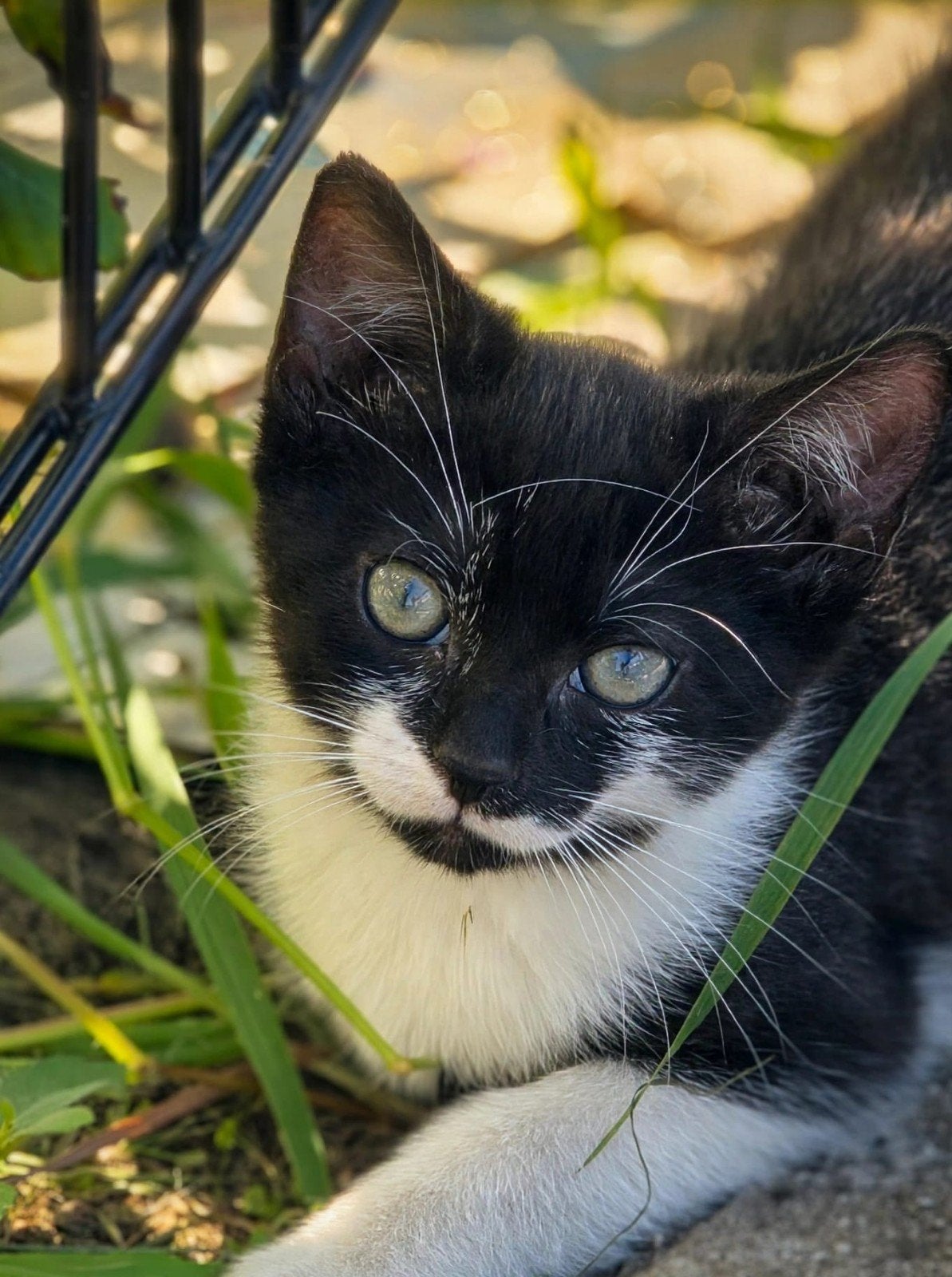 Kittens
