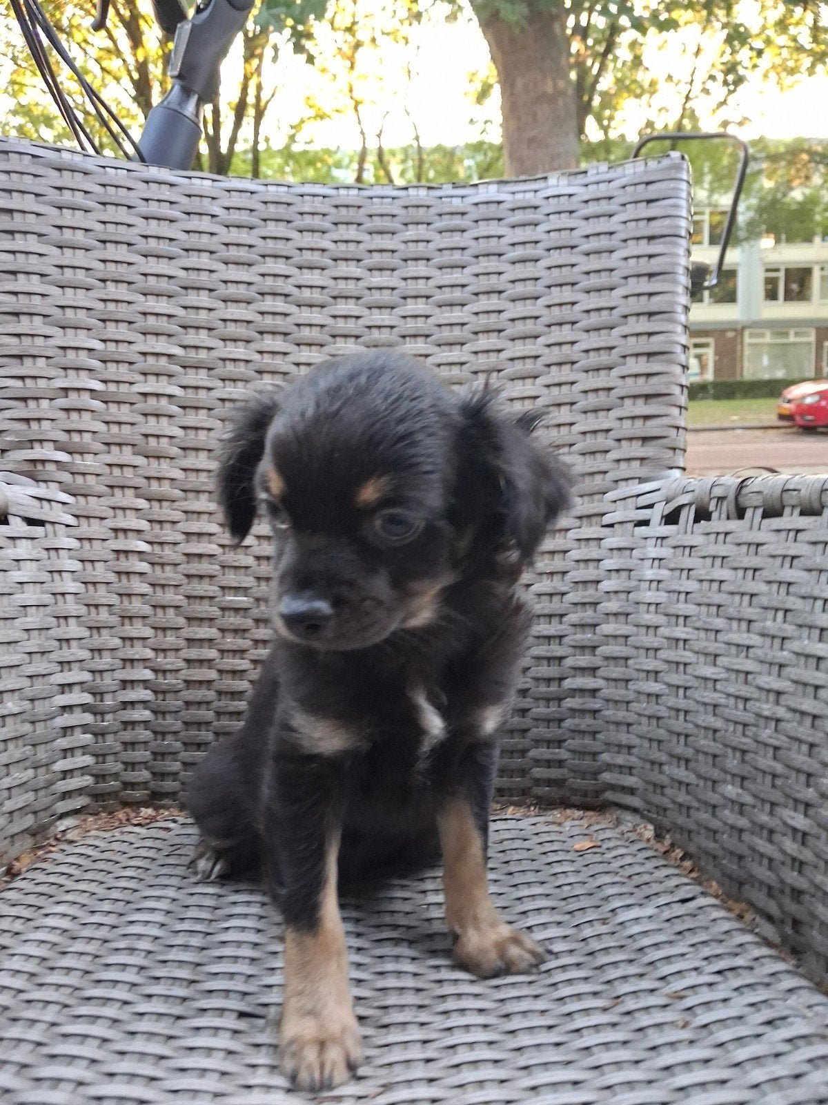Mooie pups Black tan en blue merle, 8 tot 15 weken, Meerdere, Meerdere dieren, Chihuahua