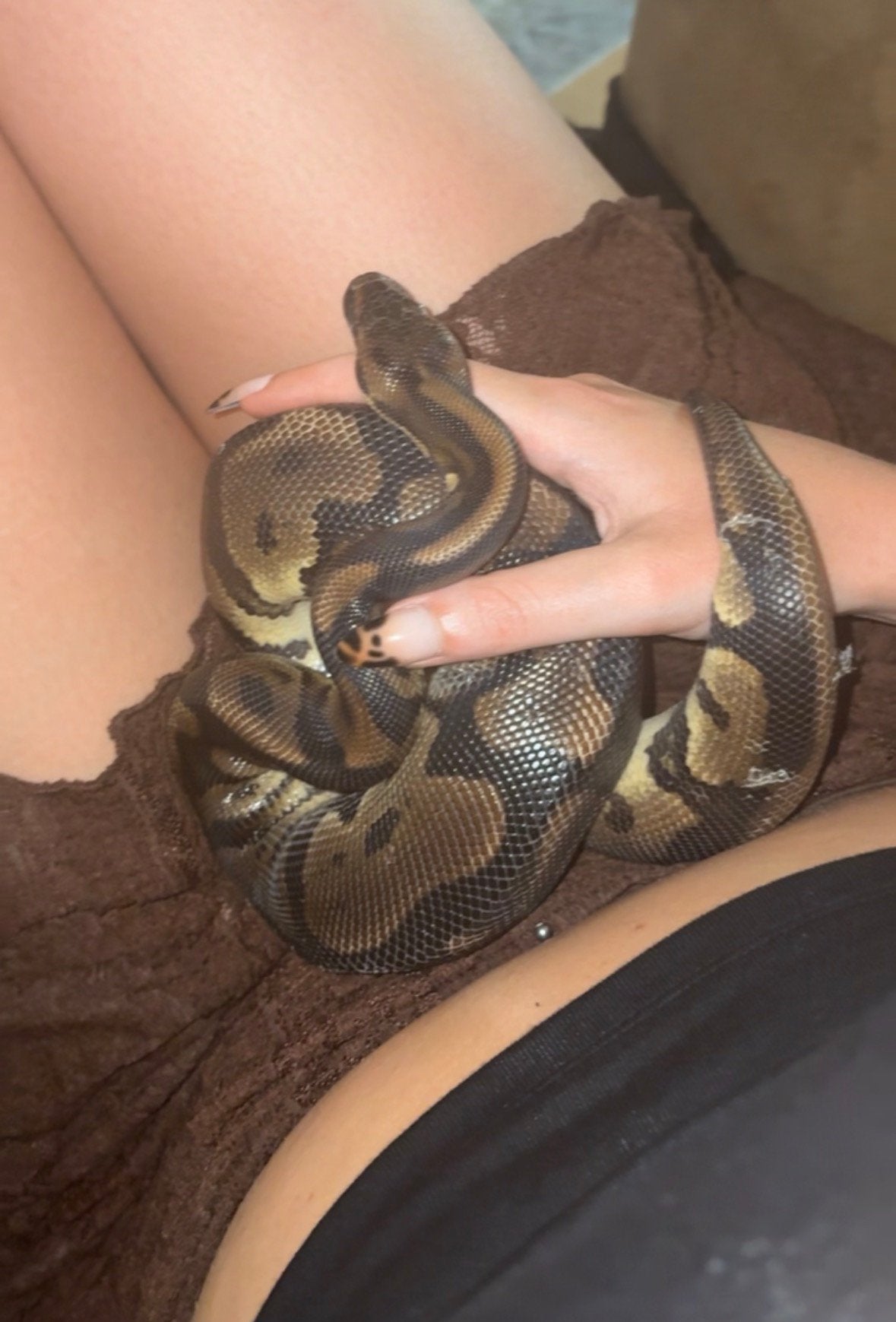Ball python Ball Python - unknown for sale from Wendy