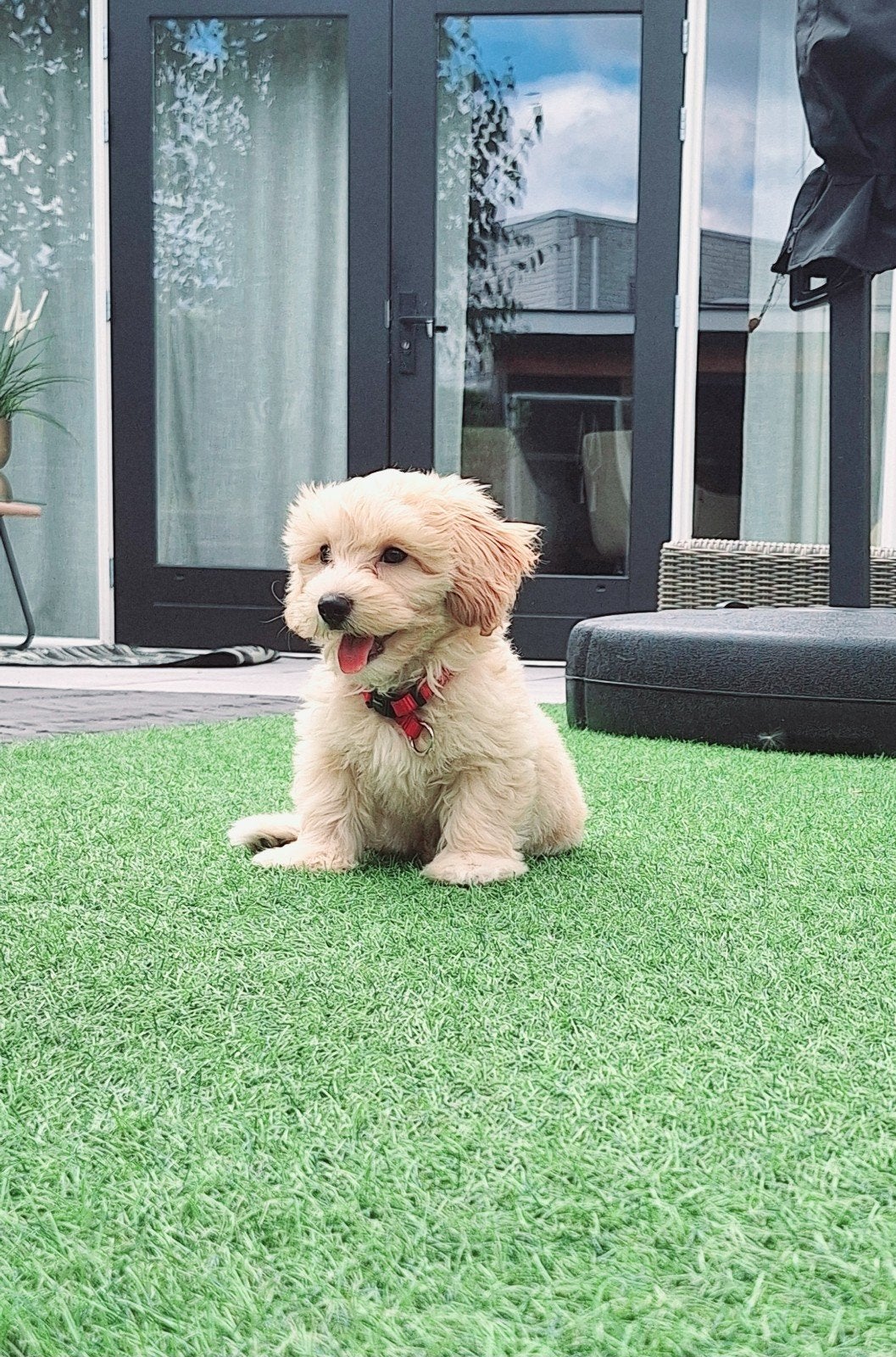 maltipoo pup, Dieren en Toebehoren, 8 tot 15 weken, Teef, Eén hond, Nederland