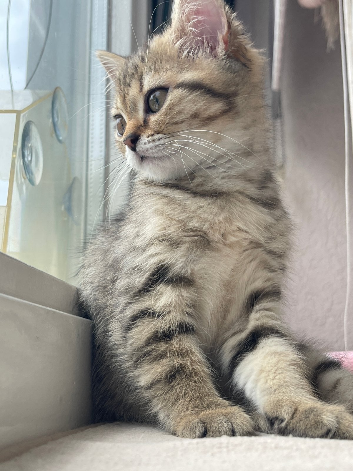 golden shaded kitten gevaccineerd (nog 1 over), Meerdere dieren, Ontwormd, 0 tot 2 jaar