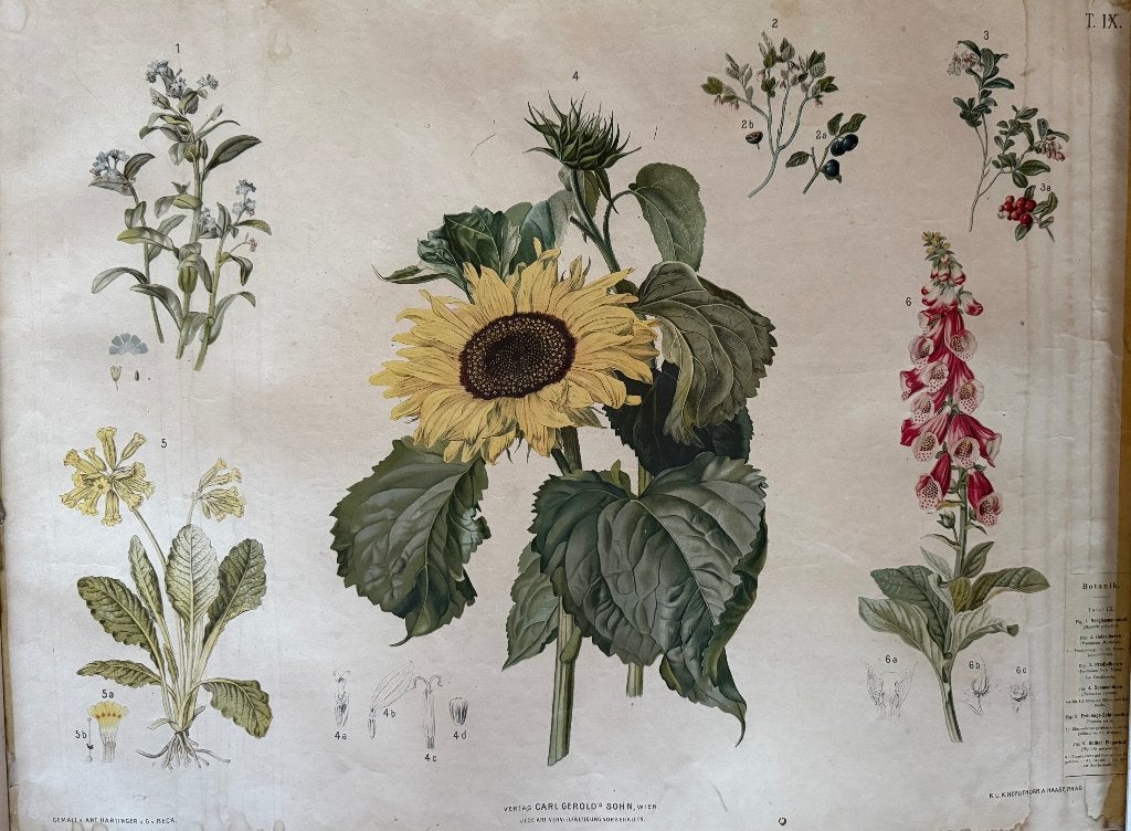 Antieke Botanische Print: Zonnebloem, Vingerhoedskruid e.a., Antiek en Kunst, Ophalen of Verzenden, Dieren en Natuur, Lithografie