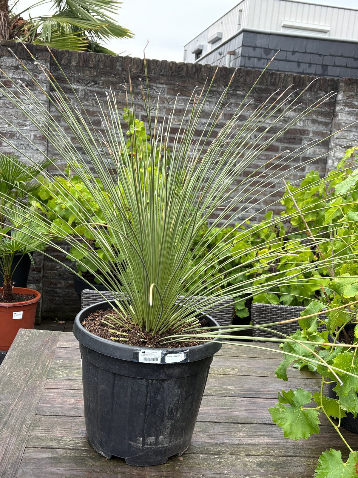 Schitterende dasylirion longissimum in pot aangeboden!!, Volle zon, Vaste plant, Zomer, Ophalen