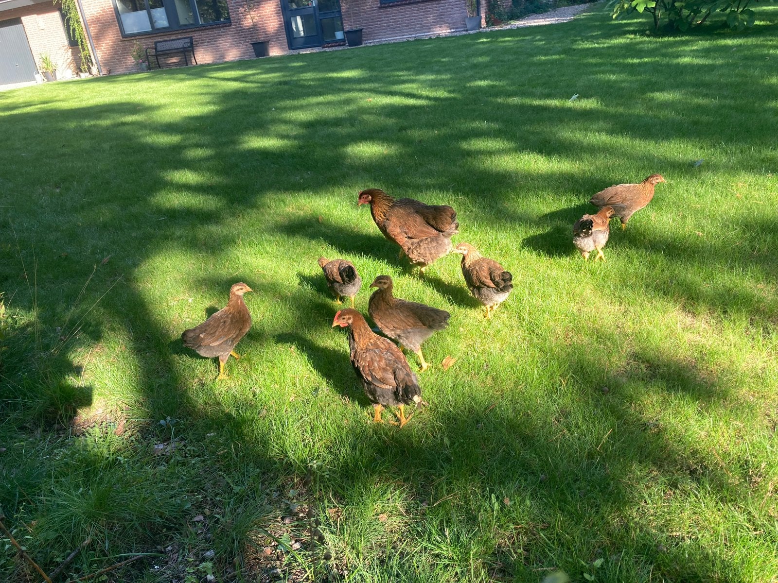 Jonge Welsumer kippen, Dieren en Toebehoren, Pluimvee, Meerdere dieren, Kip