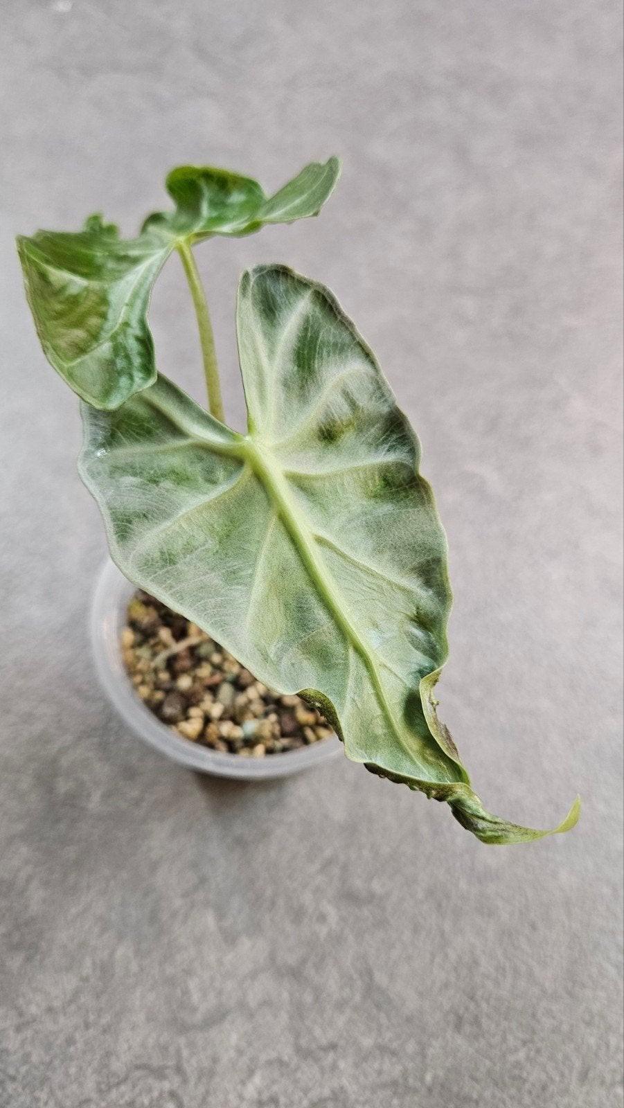 Alocasia 'Loco', Ophalen of Verzenden, Halfschaduw, Minder dan 100 cm
