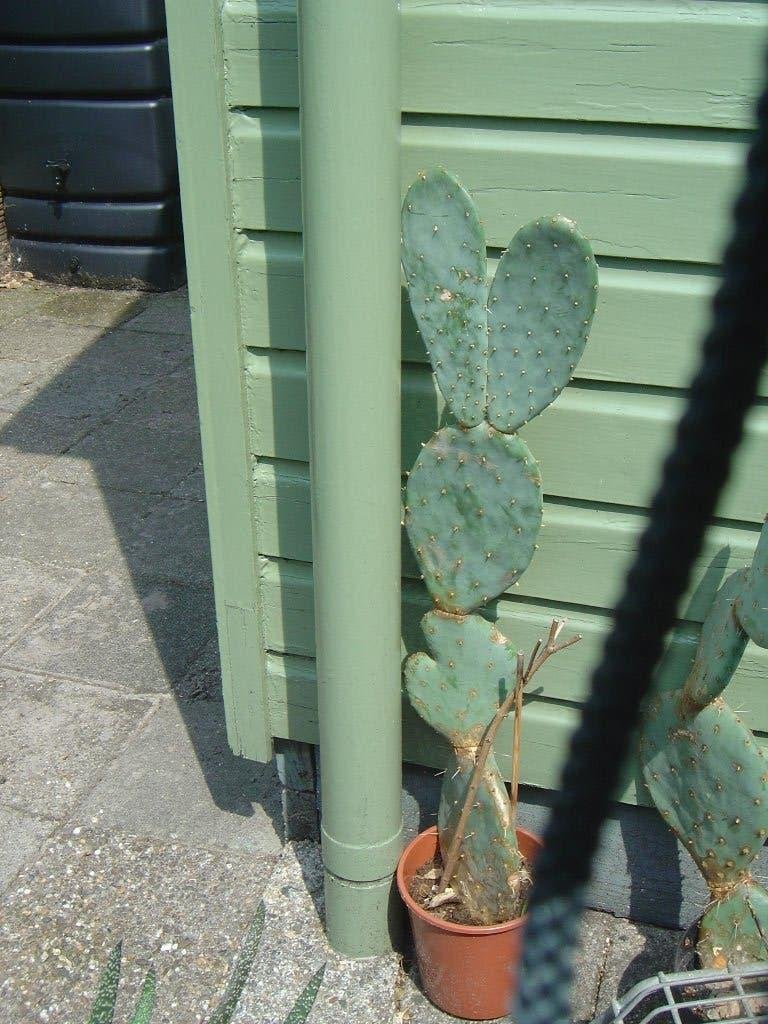 Vrij grote Schijf / Vijgen cactus, Ophalen, Cactus, Minder dan 100 cm, Bloeiende kamerplant