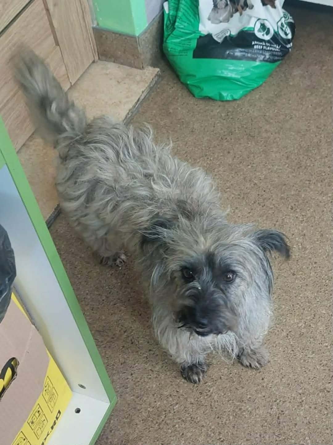 Beeldschone Sally is klaar voor een eigen lieve familie, Dieren en Toebehoren, Honden | Niet-rashonden, Particulier, 1 tot 2 jaar