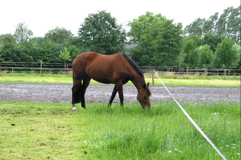 GEZOCHT Pensionstalling rond Nijkerk simpel met roundpen wei, Dieren en Toebehoren, Weidegang, 1 paard of pony