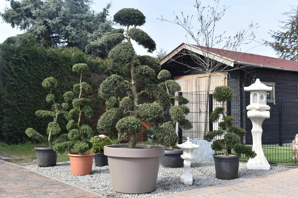 Japanse bonsai Ilex crenata  200 cm – unieke wolkvorm, Ophalen, Bloeit niet, Halfschaduw, Overige soorten