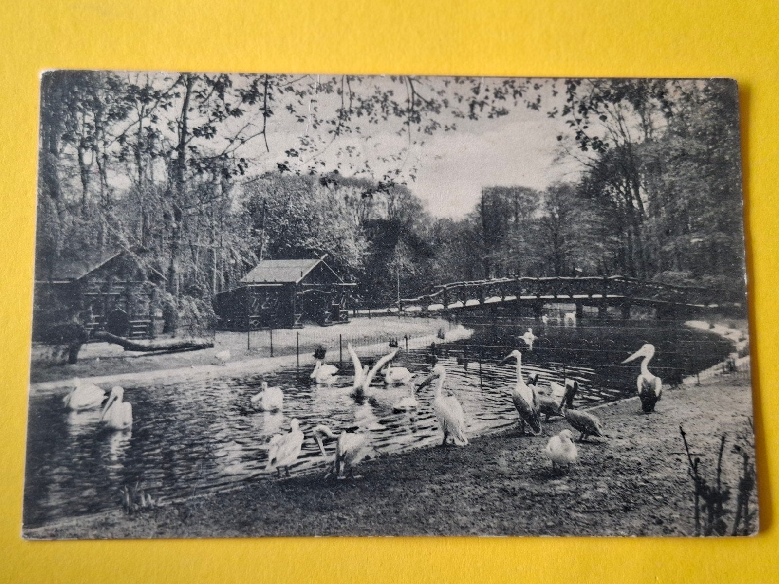 Diergaarde Blijdorp, Ophalen of Verzenden, Voor 1920, Zuid-Holland