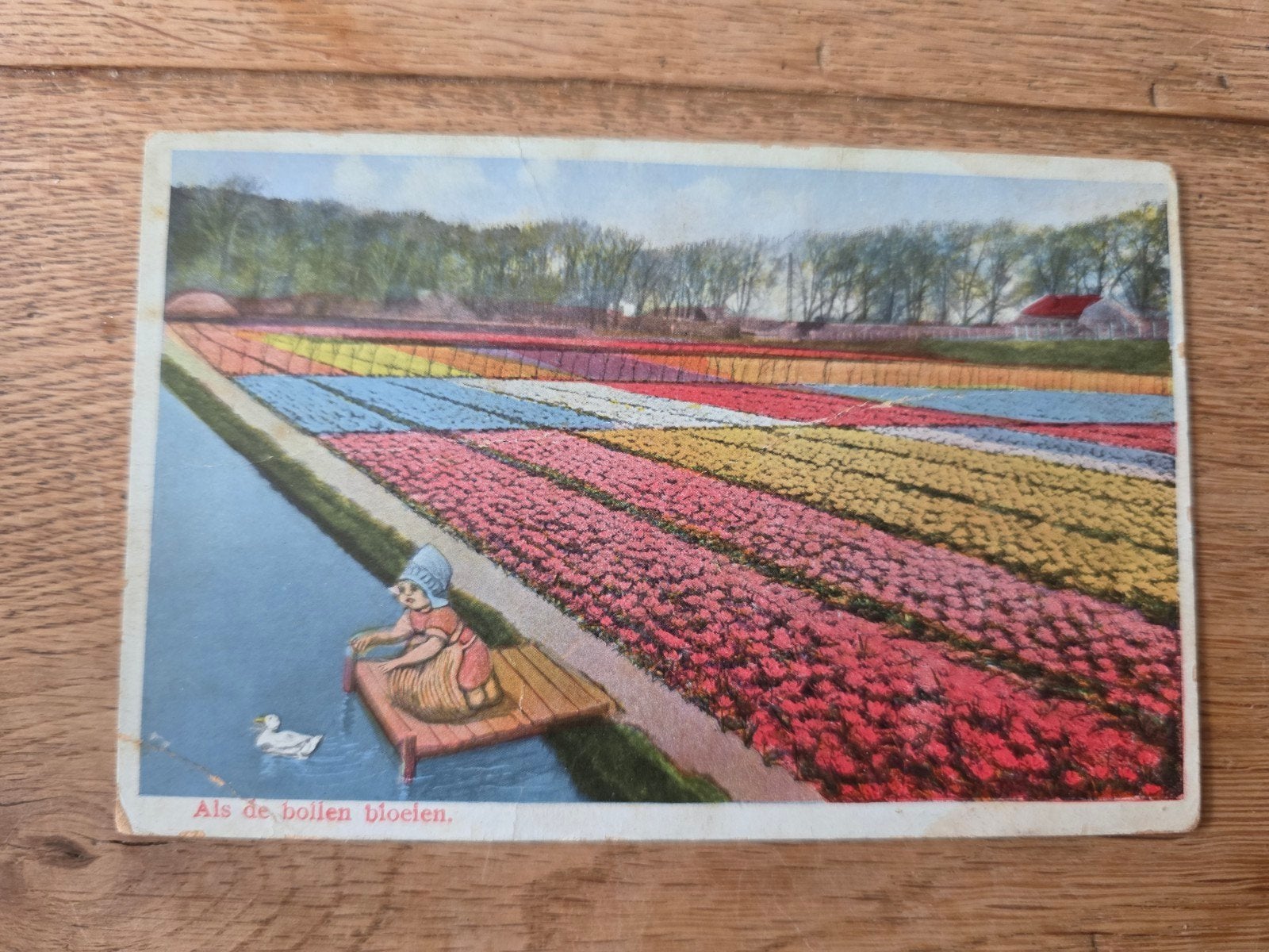 Bollenvelden Haarlem en omstreken, Ophalen of Verzenden