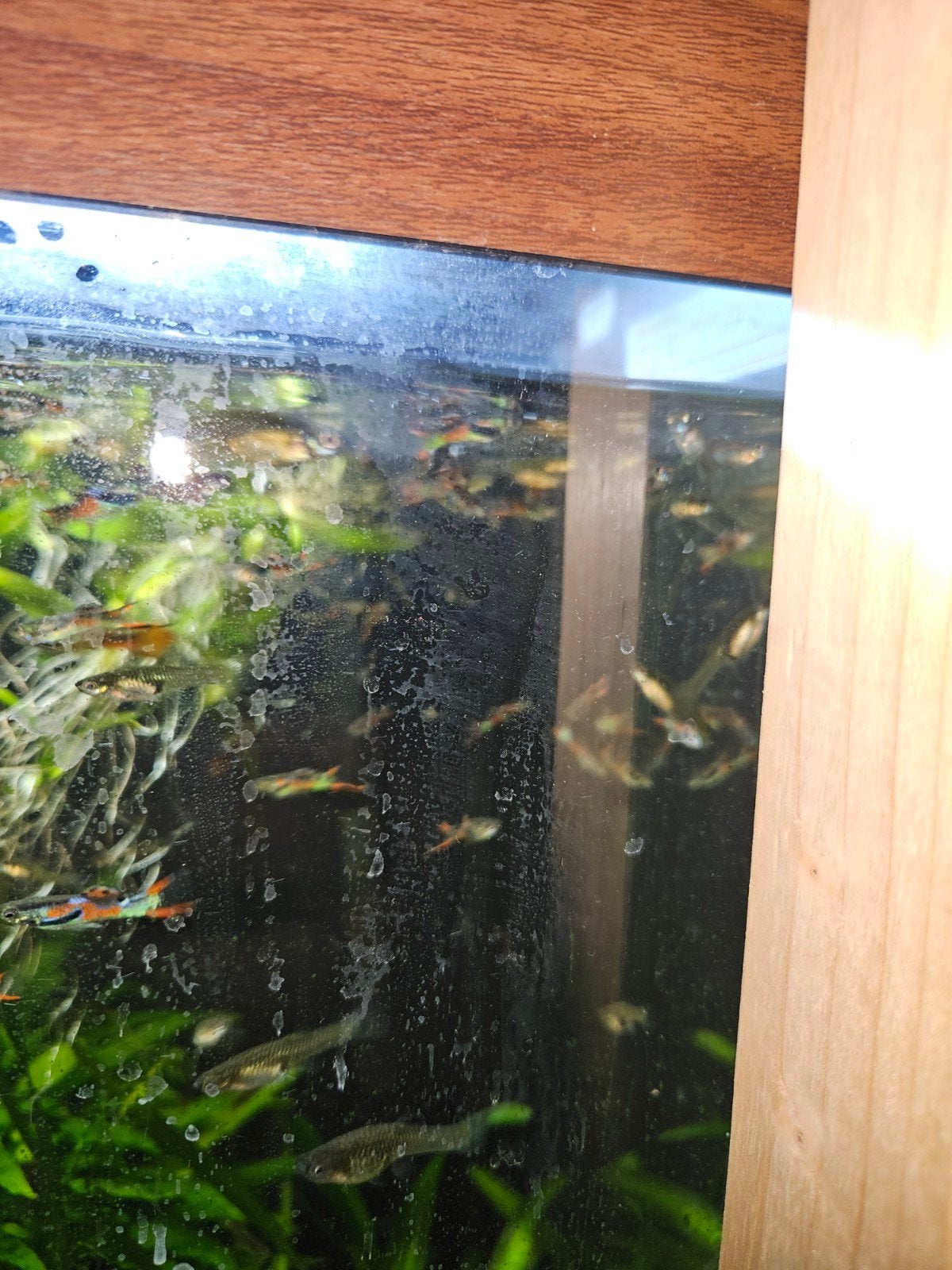 jonge Endler guppy mix, Vis, Schoolvis