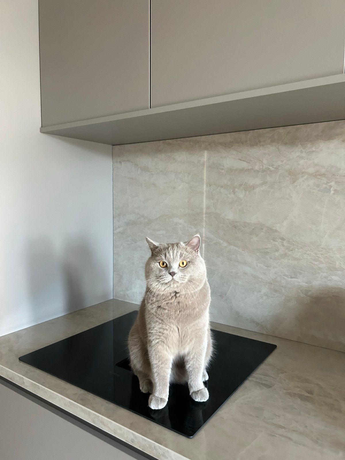 Prachtige Britse Korthaar kater beschikbaar als dekkater, Dieren en Toebehoren, Kater