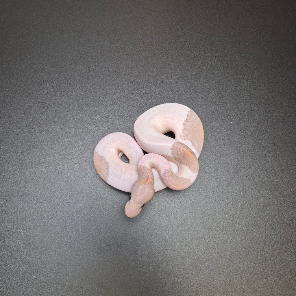 cinnaomon banana piebald p. regius Ball Python photo 2