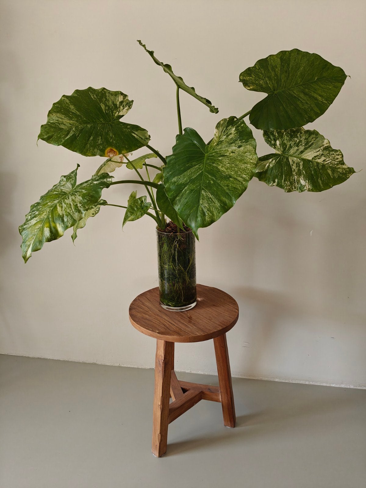 Alocasia Gageana Albo Variegata • Met pups, knollen en vaas, Huis en Inrichting, Kamerplanten, Ophalen, Overige soorten, Halfschaduw