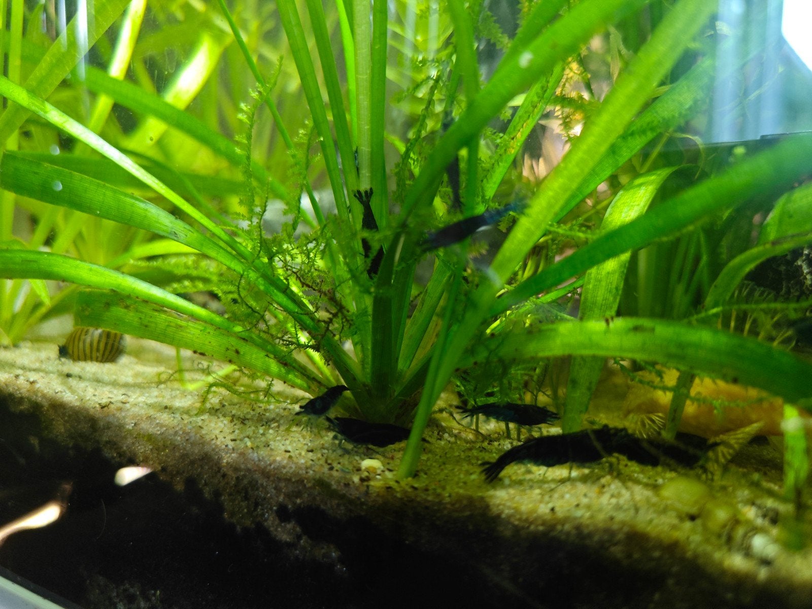 Neocardina blauwe garnalen - per 6, Kreeft, Krab of Garnaal