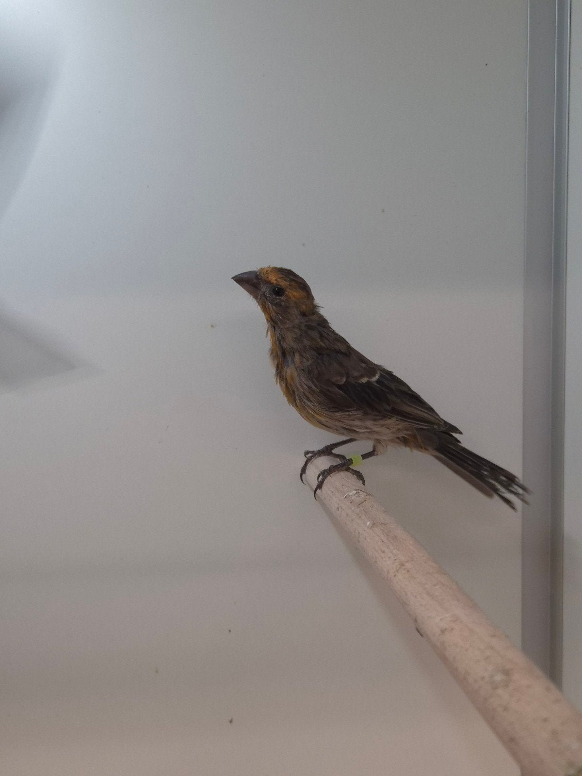 1-2 Mexicaanse roodmus, Meerdere dieren, Tropenvogel, Geringd