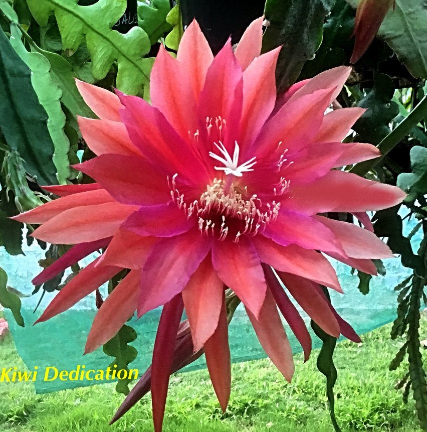 cactus - Epiphyllum Kiwi Dedication, Ophalen of Verzenden, Cactus, Volle zon, Minder dan 100 cm