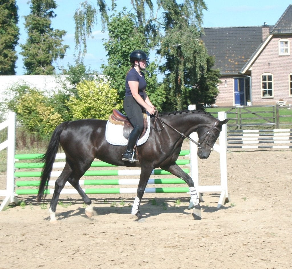 Mooi fijn zwart dressuurpaard, Dieren en Toebehoren, Paarden, Merrie, Met stamboom, Dressuurpaard, L