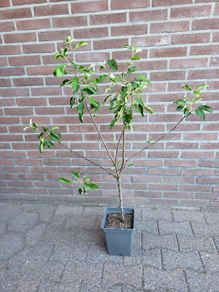 Appelboom 'golden delicious', Tuin en Terras, Planten | Fruitbomen, Ophalen, Minder dan 100 cm, Lente, Volle zon