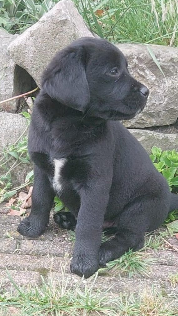 Mooie stevige boulab pups te koop berner sennen x labrador, Dieren en Toebehoren, Parvo, Overige rassen, 8 tot 15 weken, Meerdere dieren
