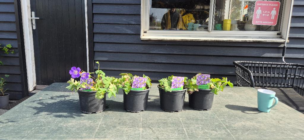 geranium rozanne, Tuin en Terras, Planten | Tuinplanten, Ophalen, Bodembedekkers, Volle zon