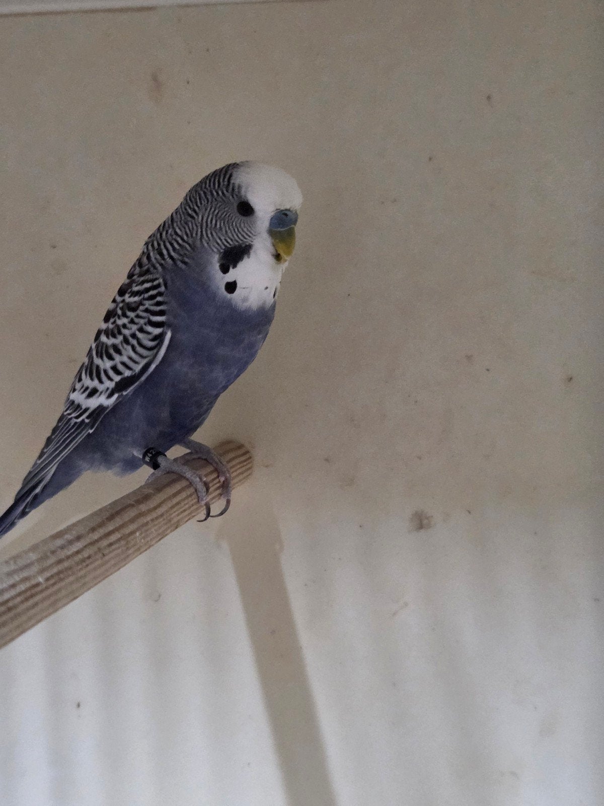 slate parkieten, Meerdere dieren, Parkiet, Geringd