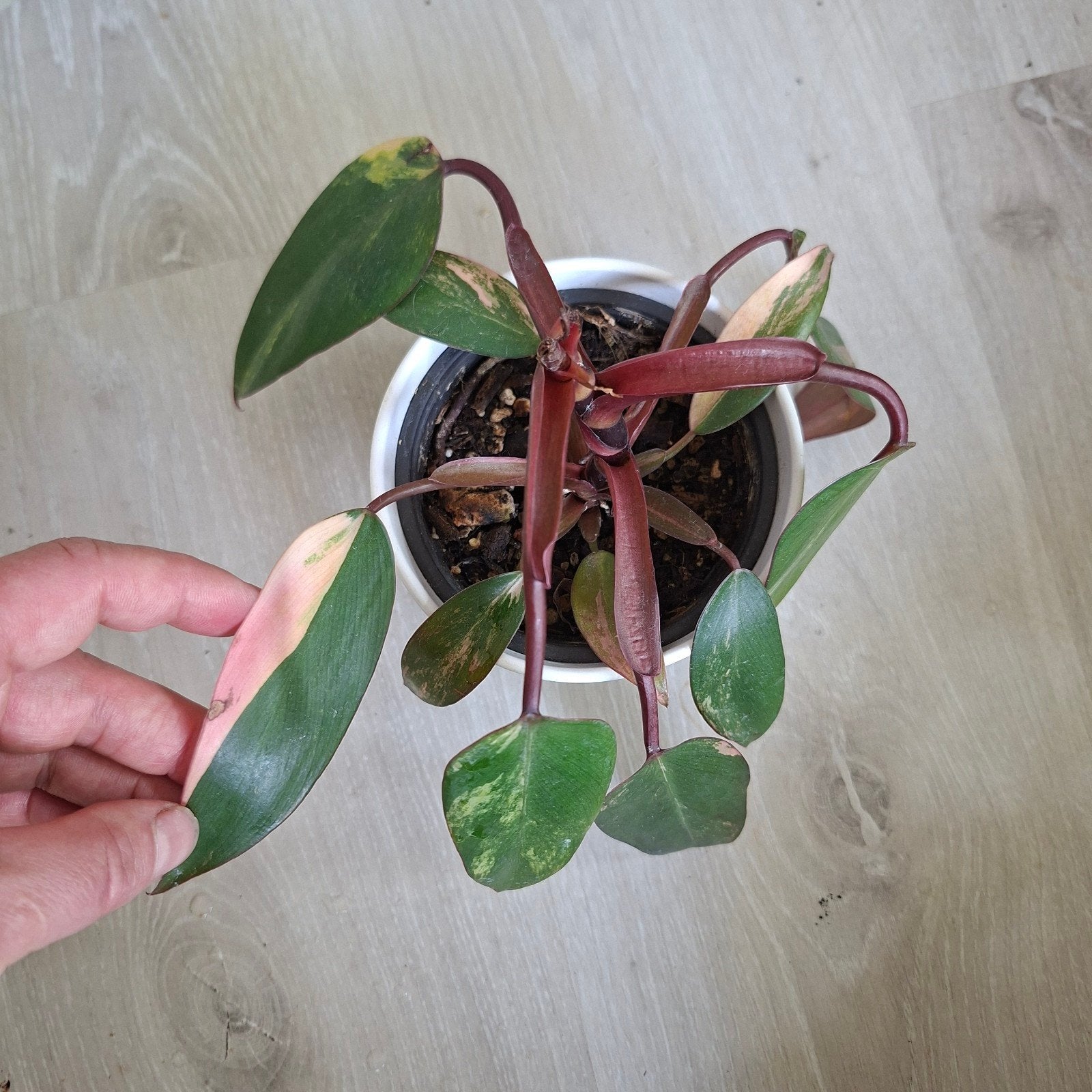 Philodendron Strawberry shake plant kneusje, Huis en Inrichting, Ophalen of Verzenden, Halfschaduw, Minder dan 100 cm