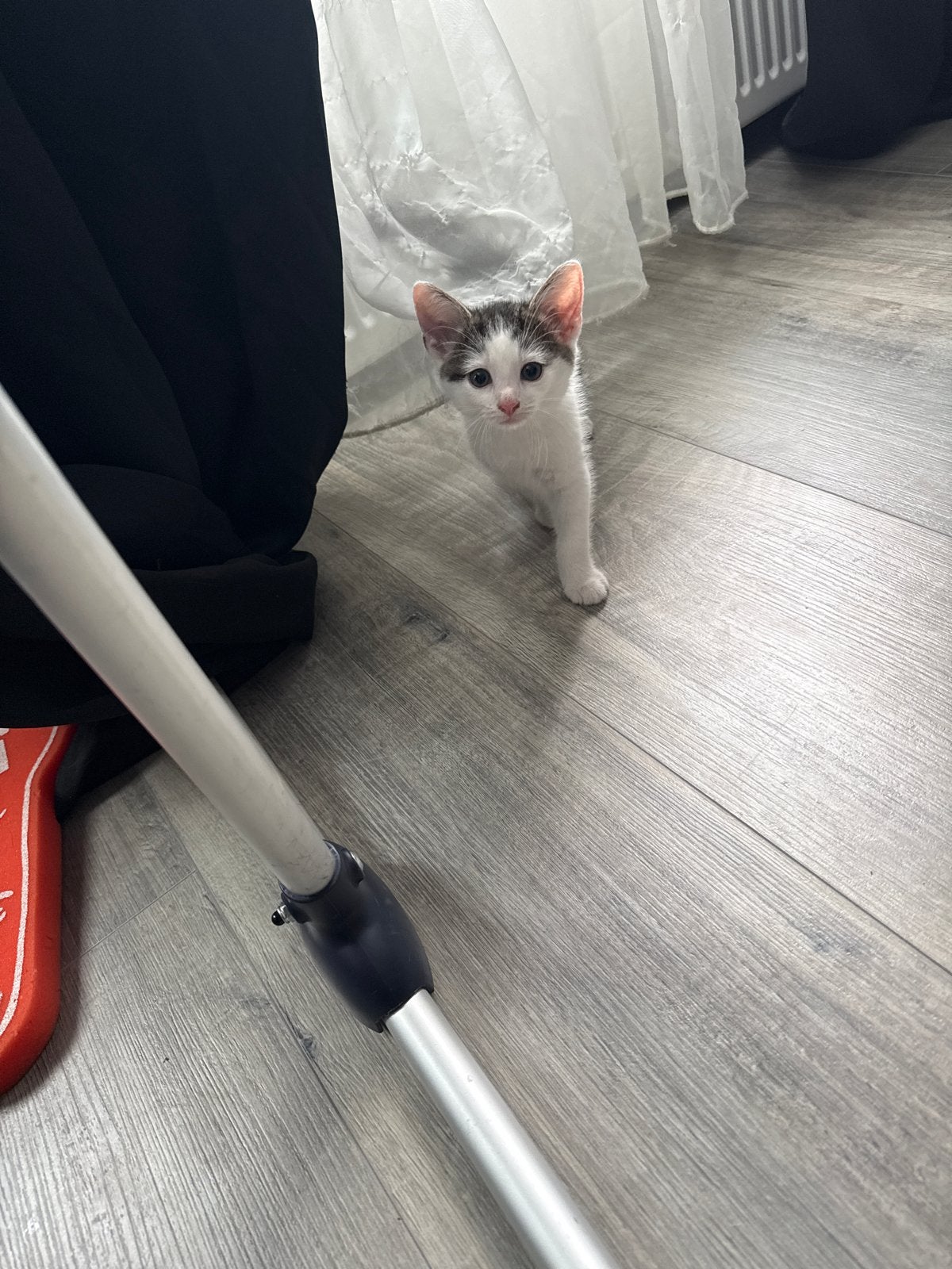 Kitten-kater, Kater, Kortharig, 0 tot 2 jaar