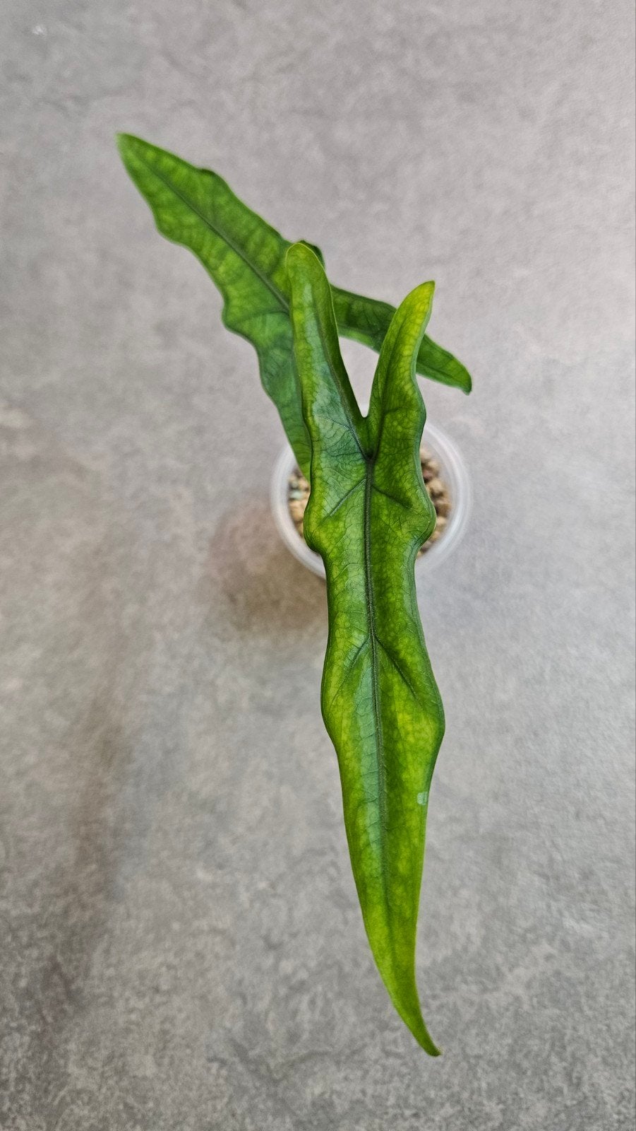 Alocasia Sabrina Narrow, Ophalen of Verzenden, Halfschaduw, Minder dan 100 cm