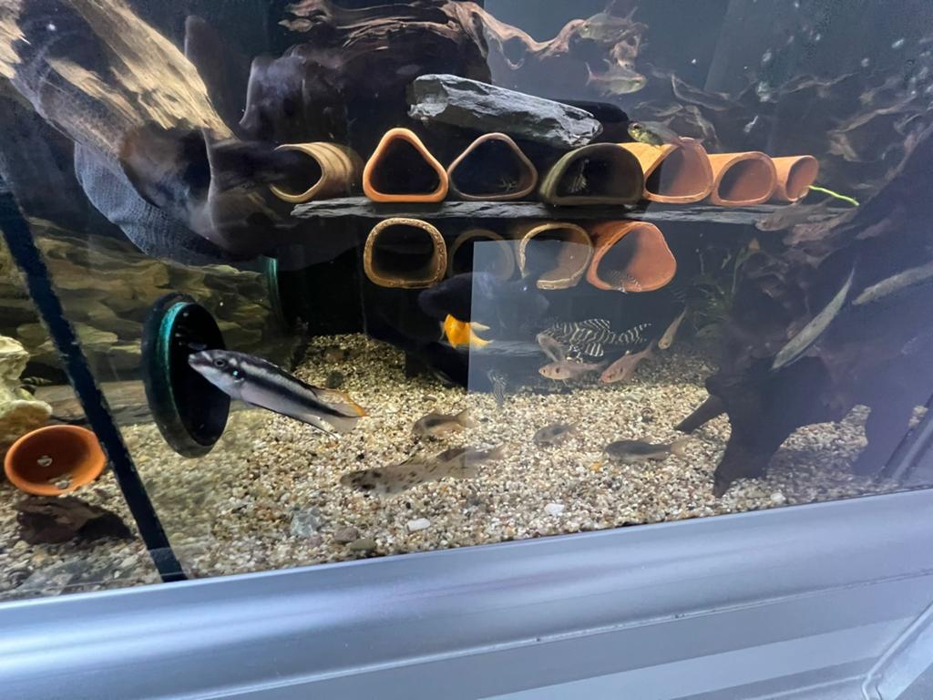2x kersenbuik chicliden, Dieren en Toebehoren, Vissen | Aquariumvissen, Vis