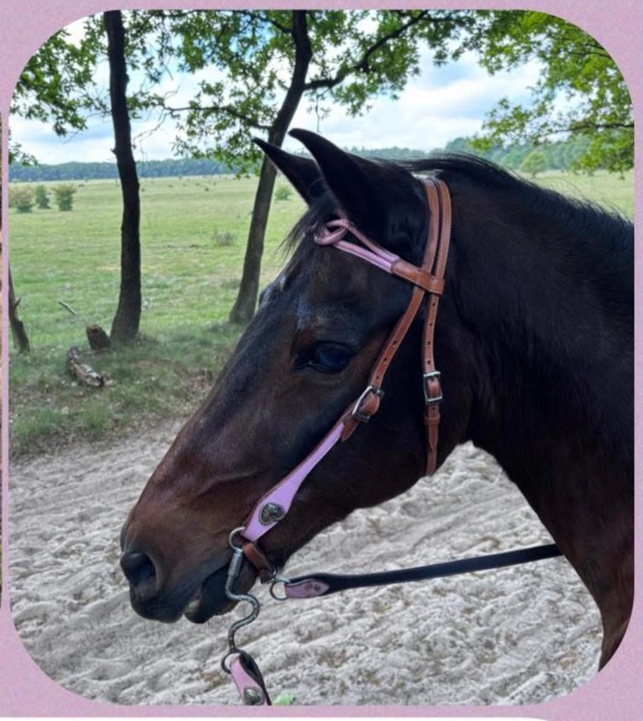Western hoofdstel maat cob, Ophalen of Verzenden, Zo goed als nieuw, Western