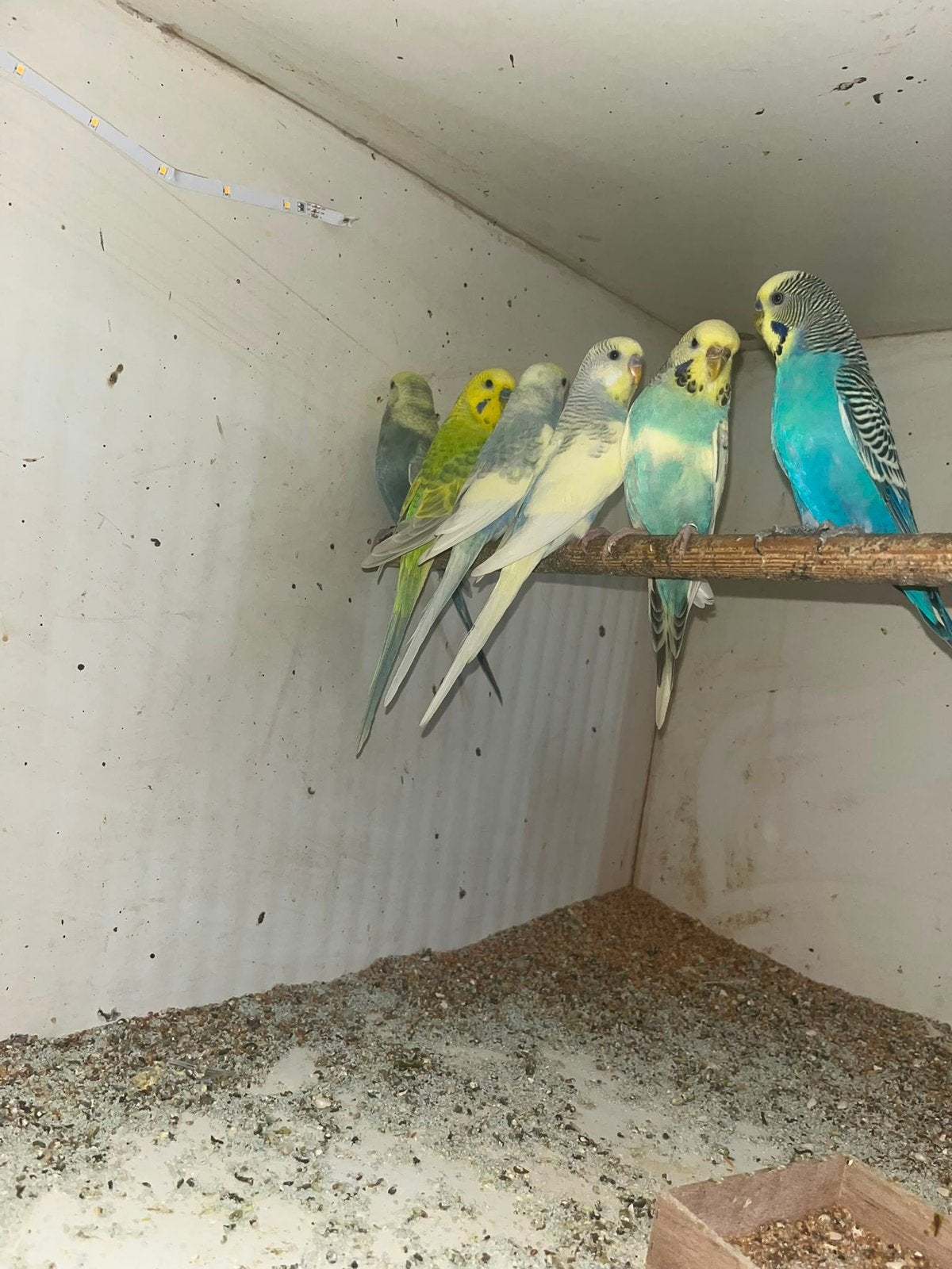 Grasparkietjes, Dieren en Toebehoren, Meerdere dieren, Parkiet, Geringd