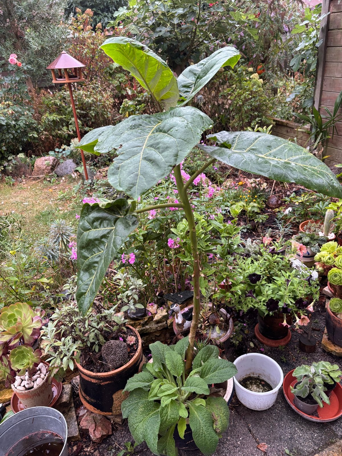 Tamarillo / boomtomaat, Ophalen, Overige soorten, Volle zon